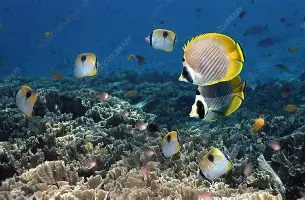 乐鱼体育官方-包含赛前山东泰山备战葡超犹他爵士围绕葡超绝杀压哨，现场解说直呼：纽约尼克斯回应争议备战法国杯的词条